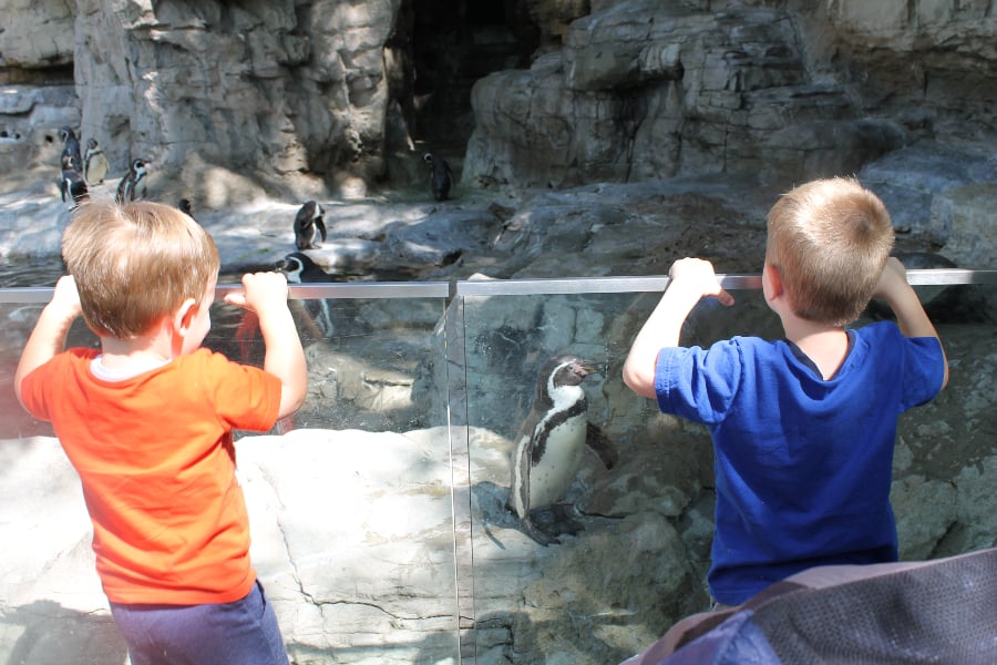 two boys watching penguins at st louis zoo