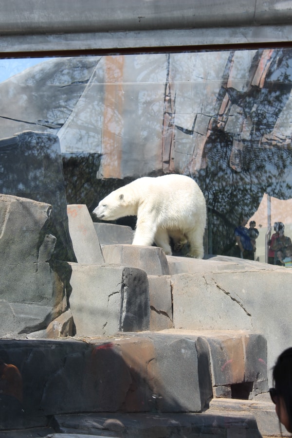 polar bear on artificial rocks at st louis zoo