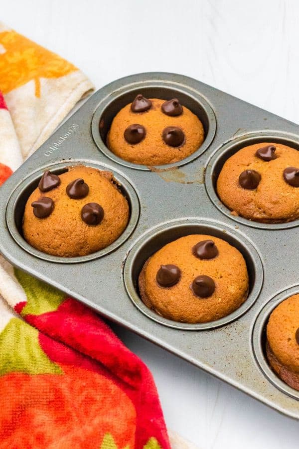 muffin pan filled with pumpkin chocolate chip muffins