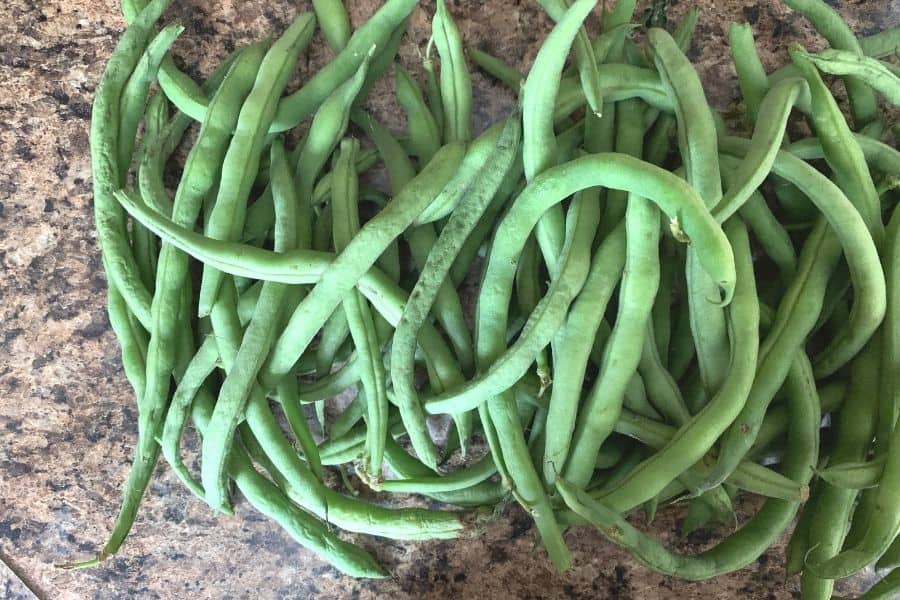 fresh green beans to be prepared for cooking in the Instant Pot pressure cooker