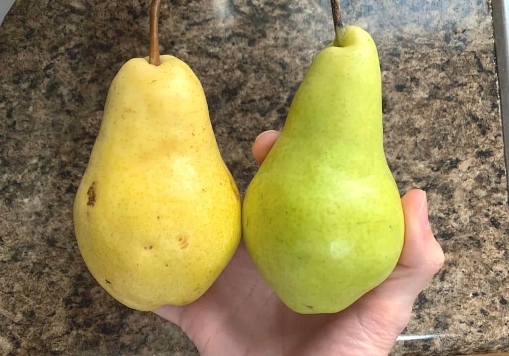 two Bartlett pears in a woman's hand. One is yellow and ripe, the other is green and unripe.