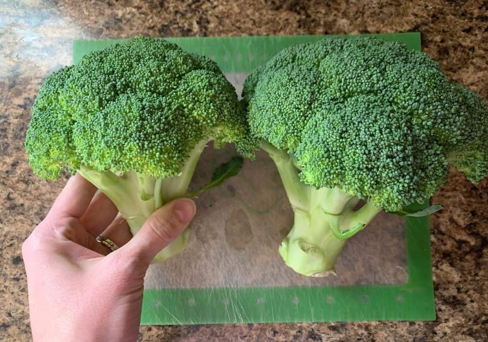 a woman's hand holding a crown of broccoli, with another broccoli crown on a cutting board.