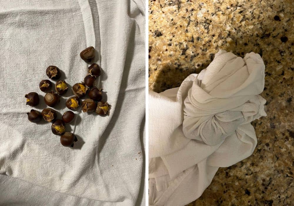 two photos; one shows freshly roasted chestnuts on a kitchen towel; the other shows them wrapped up tightly in the kitchen towel.